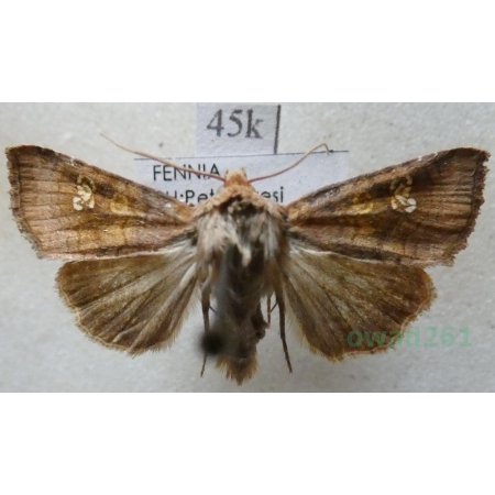 Amphipoea oculea (Linnaeus, 1761) Paciepnica korzeniówka Finland45k